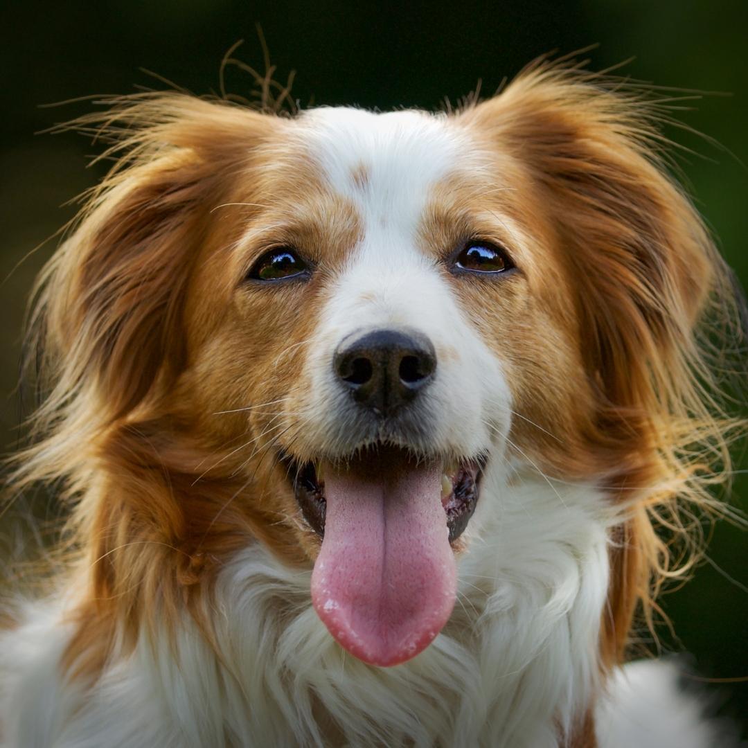 image of a dog