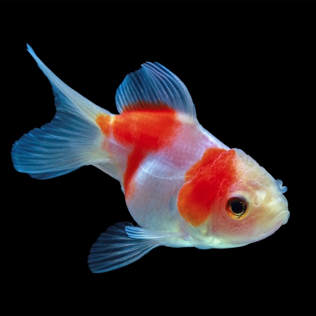 image of a fish