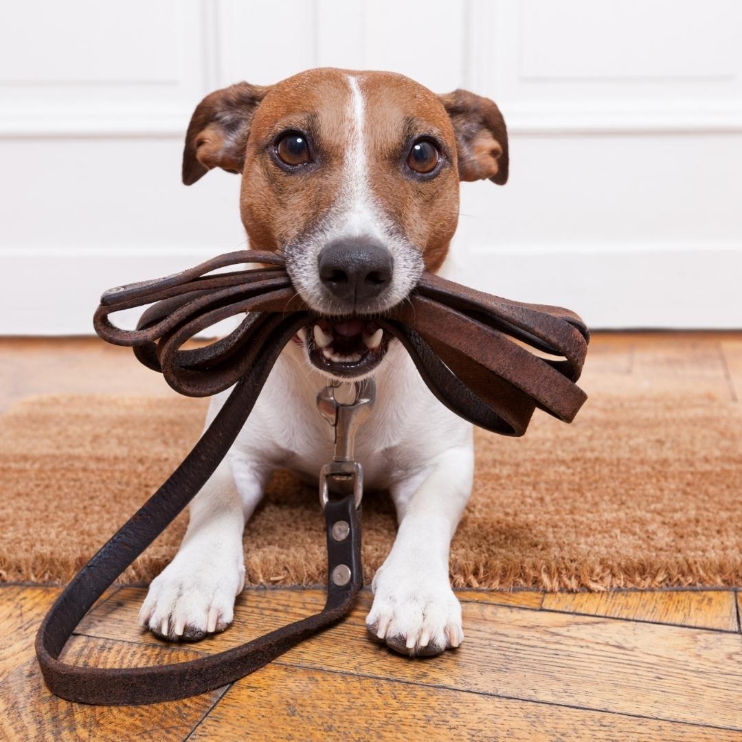 image of a dog and a leash