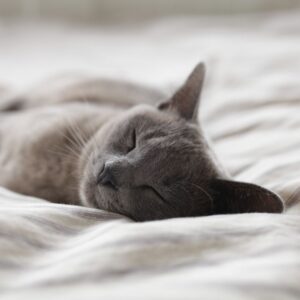 a grey cat sleeping on a bed