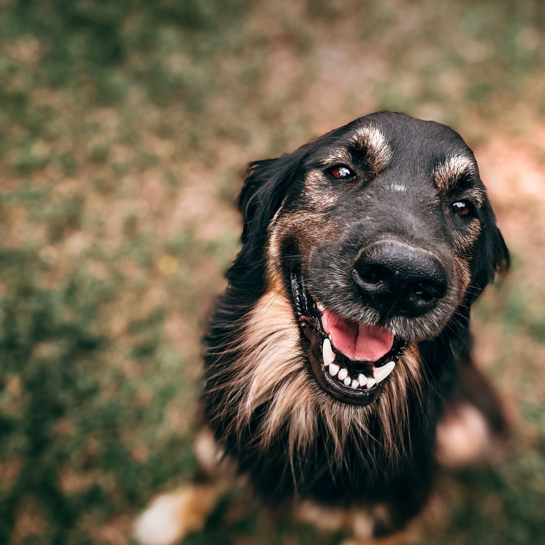 close up of dog outside