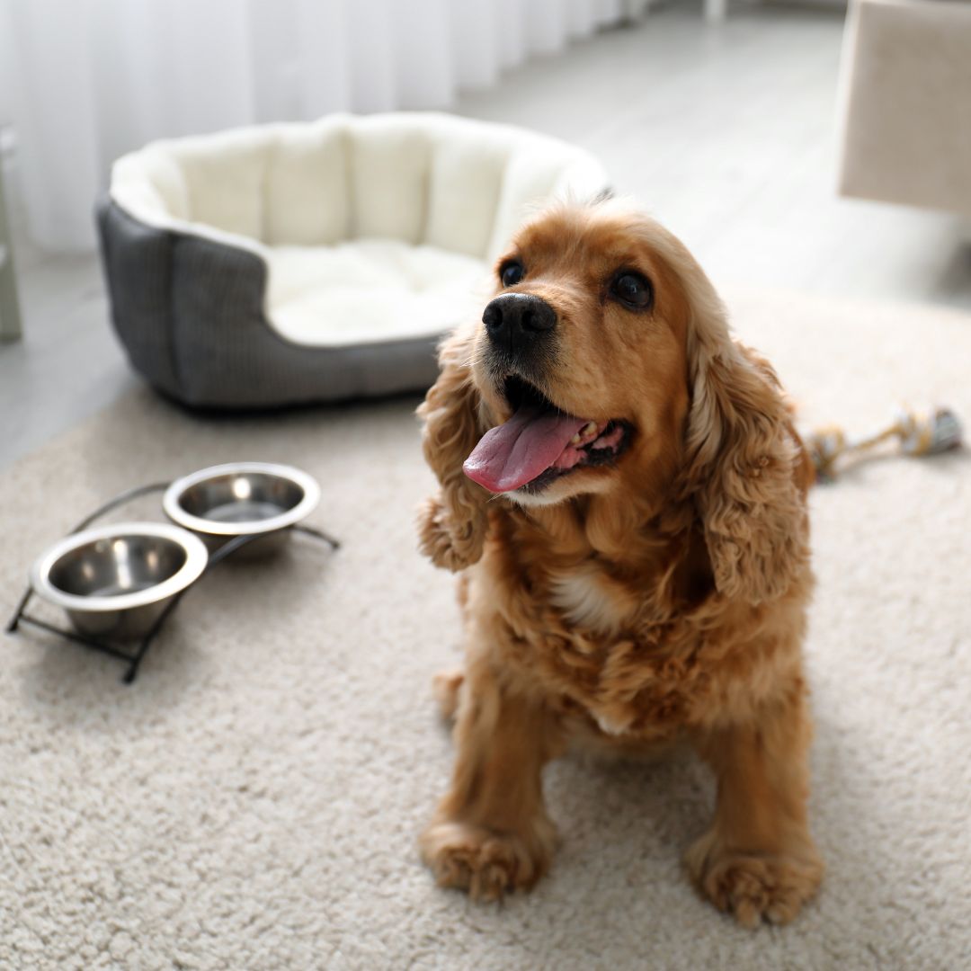 cocker spaniel puppy 