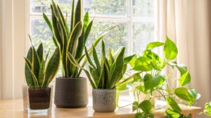 plants on a shelf