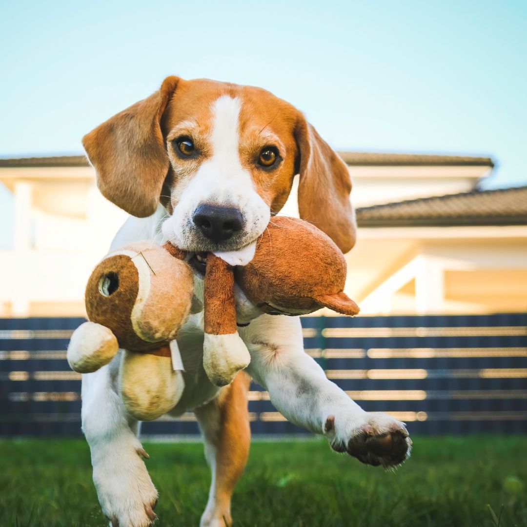 dog in dog park