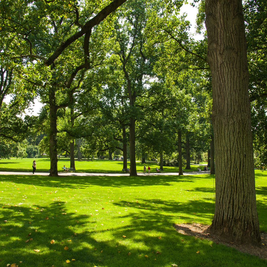 green outside area