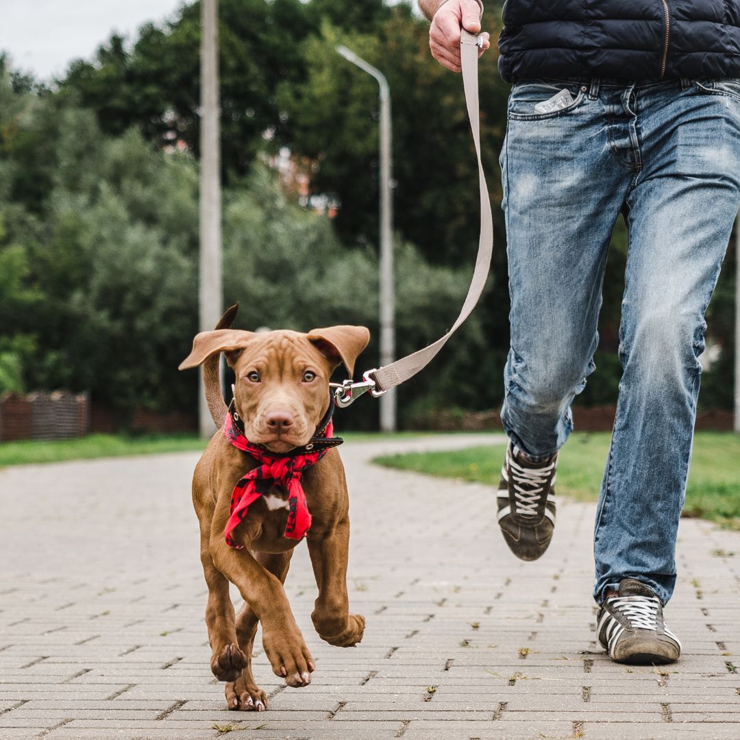 a person out walking a puppy