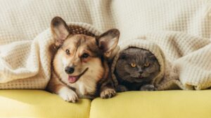 dog and cat under blanket on couch