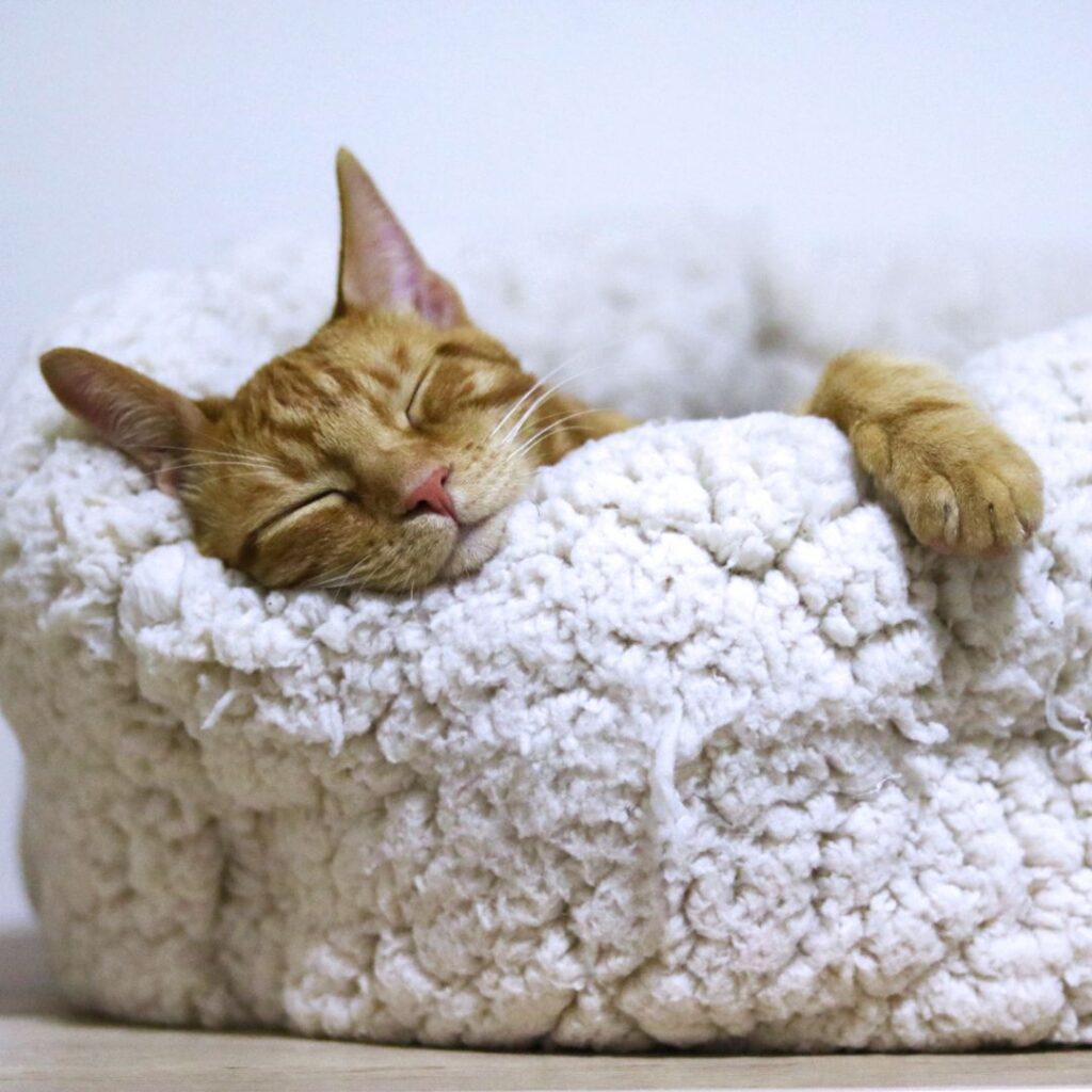 cat sleeping in cat bed
