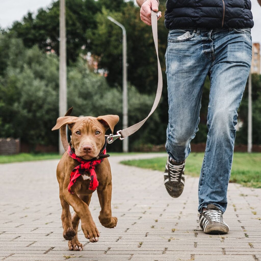 puppy on a walk