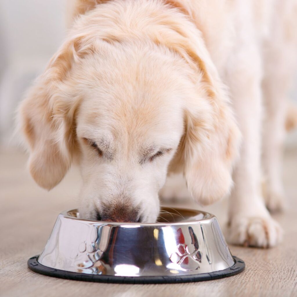 dog eating