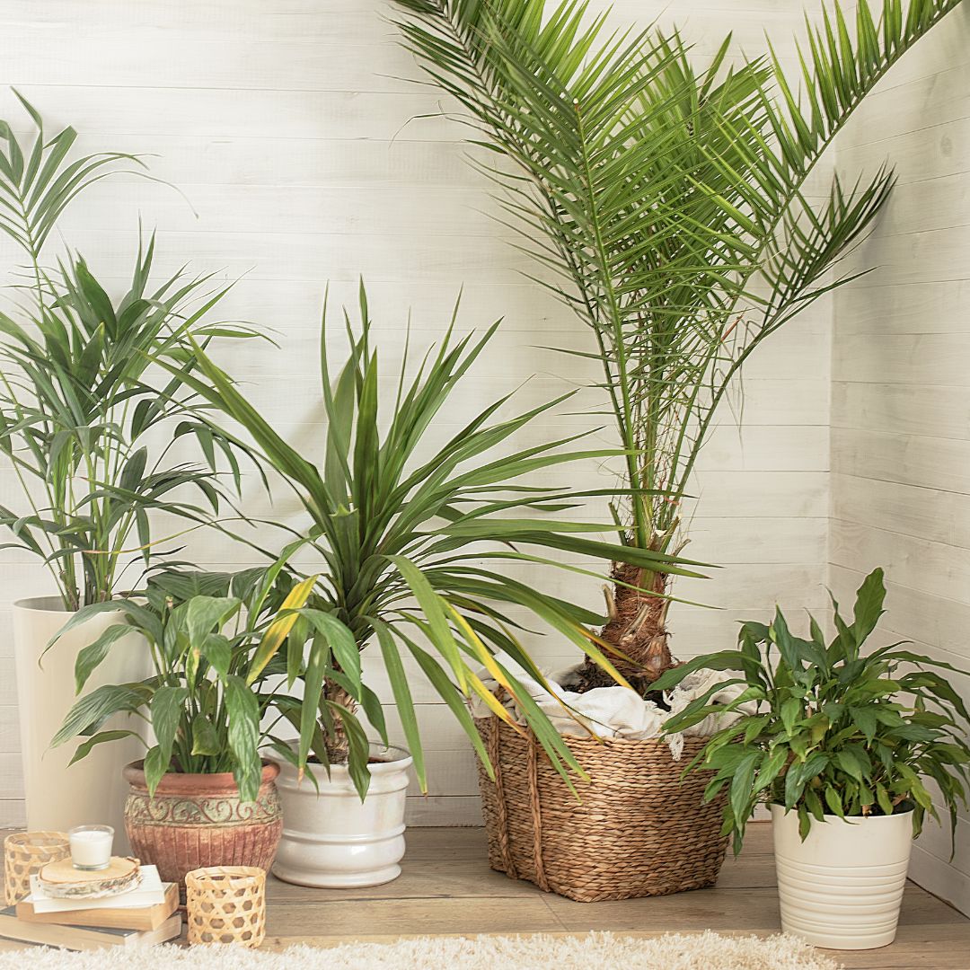 a cluster of plants in a corner