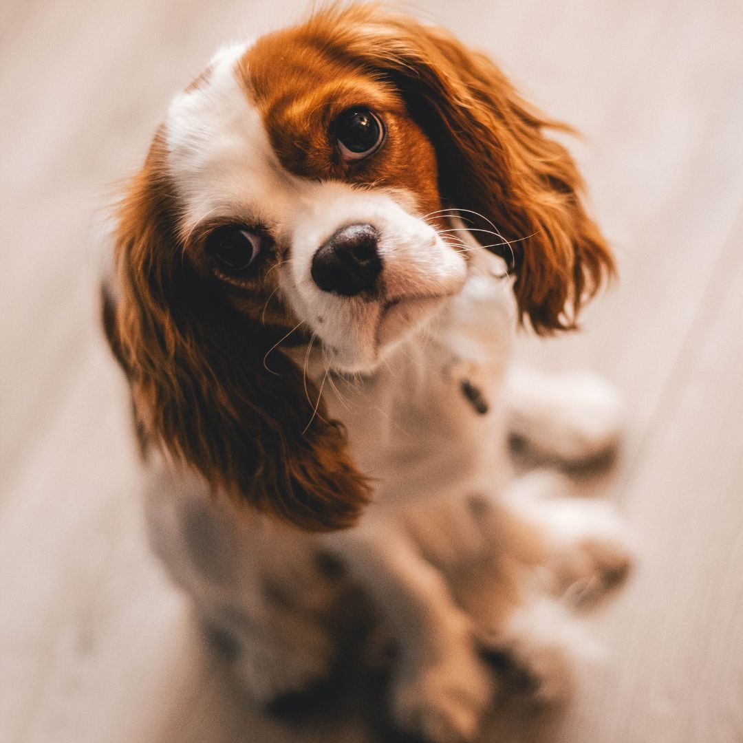 Cavalier King Charles Spaniel looking up with tilted head