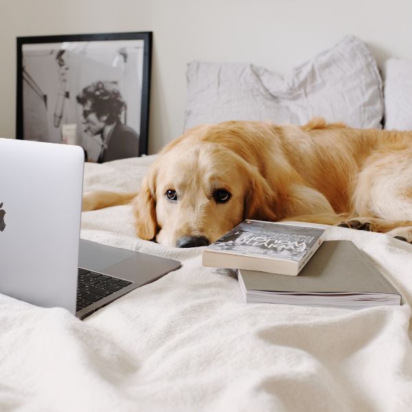 dog on bed